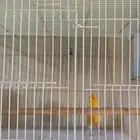 جوز كناري دم اوربي مغرد