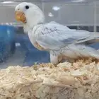 بيعه سريعه فرخ روز ب80