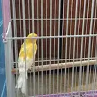 للبيع طيور كنار إناث و ذكر