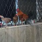 دجاج بلدي بياض