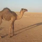 حواره صفرا للبيع