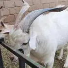 ماعز قزمي