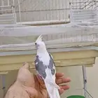 كروان هولندي أليف وهدد خارجي