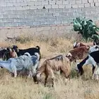 معزا العدد 35 معها 2 فحول