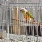 ذكر كنيور أناناس