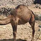 حاشي للبيع