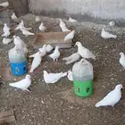 للبيع حمام فرنسي لاحم جامبو