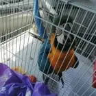 موصل طيور حيونات اليفه امنان