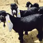 اغنام وابل وبهم المدينة وضواحيها
