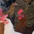 دجاج للبيع بلدي وفيومي مشكل