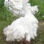 ذكر وز مفتل على سوم