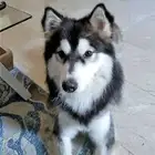 كلبه هاسكي للبيع التواصل خاص...