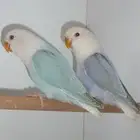 عصافير الزينه قطط الزينه للبيع
