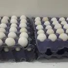 بيض بلدي طبق 25ريال