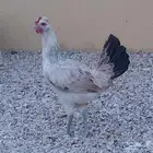 دجاجه دندراوي