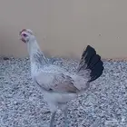 دجاجه دندراوي