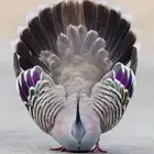 انثى خلخليت (تم البيع)