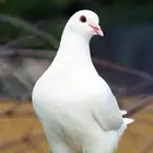 حمام فرنسي
