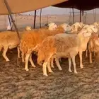 أعرض لكم غنم حريات جنب دفيع شرط علي السونار عددها 37