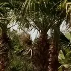 تنسيق الحديق أشجار المزارع النخل تنسيق الحديق المنزل المزار