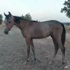 مهره شعبيه