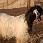 تيس فحل رباع