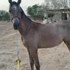 مهره شعبيه.