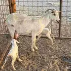 عنز بيشي توها والد