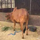 حسيل بلدي للبيع