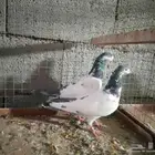 حمام باكستاني رامبوري وتيديات وسهران طيور قويه فالمطير مجرب