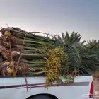 نخل مثمر للبيع متواجد في مكه جده وضواحيها
