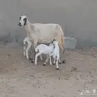 نعجه رفيديه تحتها ثلاثه فاخره