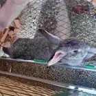 أرانب أناث جروم طيبه