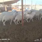 ضان حرية خلفات وجنب
