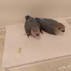 تم البيع