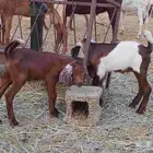 تيس وجفره دواغير