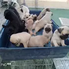 جراء بق بيور مستوي