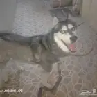 كلب للبيع