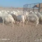 ضان حرية خلفات