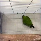 زوج سنغالي منتج