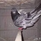 حمام ذكر للبيع