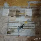 السلام عليكم ورحمه الله وبركاته طيور الحب مع قفص عل اسوم