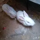 للبيع. حمام  25جوز ..ارانب 15حبة...دجاج 25حبة بياض