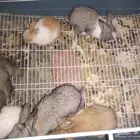 أرانب صغيرة العدد 6