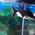 حلزون وأسماك قرش