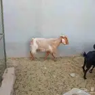 تيس وجفره جنوبيه الجفره مقروعه ليها 20 يوم تغريبآ