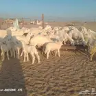 ضان حرية خلفات