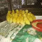 10 اجواز صوص بط بكيني