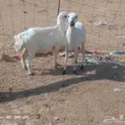 البيع رخال رفيديات