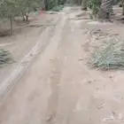 يوجد لدينا سعف كميه دينه جامبو وعليها